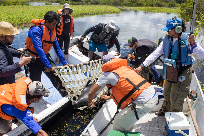 Helena the manatee is released back into the waters of Amanã Lake. Photo Courtesy: Amanda Lelis